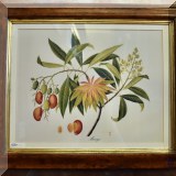 A28. Trowbridge Gallery - British Museum tropical fruit “Mango” print 19.5” x 23.5” 